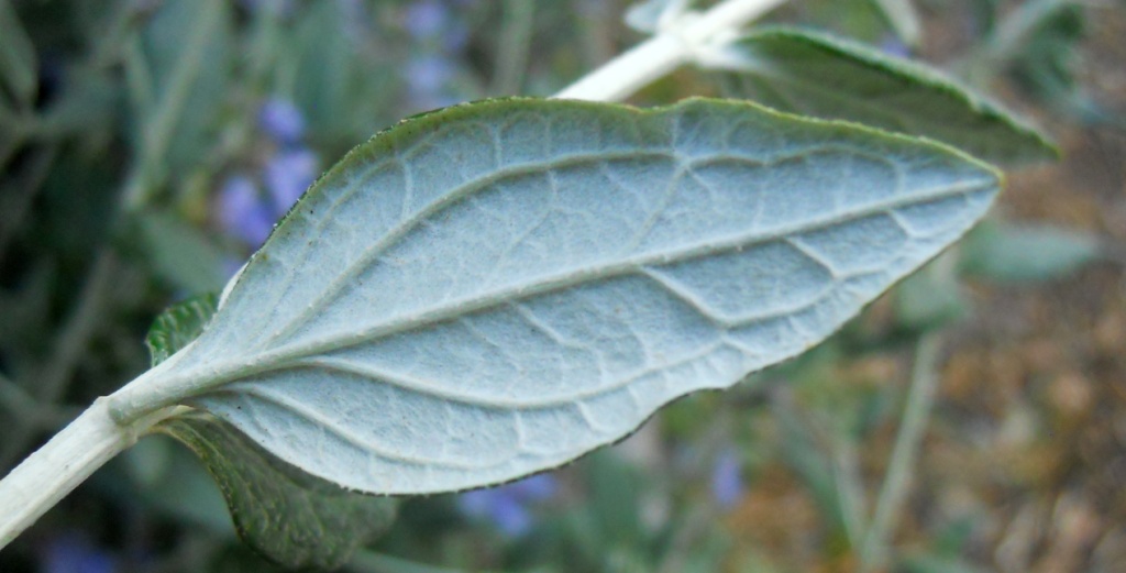 Teucrium fruticans